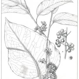 Forest Flora of New South Wales (Volume 3): Plate 83: The Broad Leaved Messmate