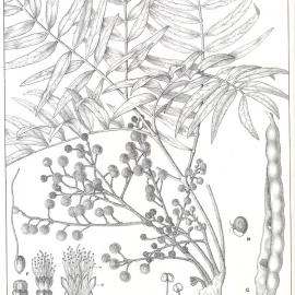 Forest Flora of New South Wales (Volume 3): Plate 84: The Cedar Wattle