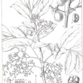 Forest Flora of New South Wales (Volume 3): Plate 85: Rosewood