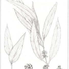 Forest Flora of New South Wales (Volume 3): Plate 86: White Top Messmate