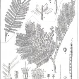 Forest Flora of New South Wales (Volume 3): Plate 87: Black Wattle, Green Wattle