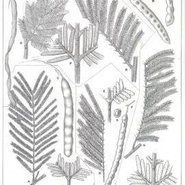 Forest Flora of New South Wales (Volume 3): Plate 88: Black Wattle, Green Wattle, Silver Wattle