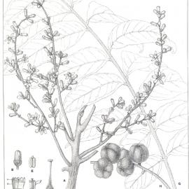 Forest Flora of New South Wales (Volume 3): Plate 89: Bastard Pencil Cedar