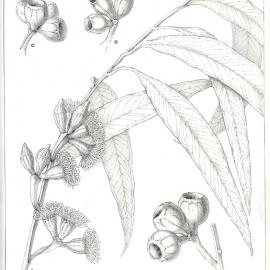 Forest Flora of New South Wales (Volume 3): Plate 90: Bastard Tallow Wood