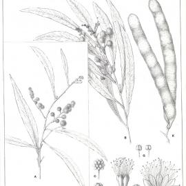 Forest Flora of New South Wales (Volume 3): Plate 91: The Mountain Hickory