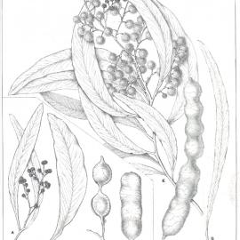 Forest Flora of New South Wales (Volume 3): Plate 92: The Mountain Hickory
