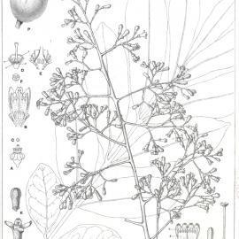 Forest Flora of New South Wales (Volume 3): Plate 93: Rosewood, Apple tree of Lord Howe Island