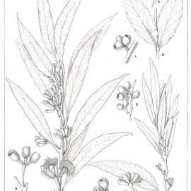 Forest Flora of New South Wales (Volume 3): Plate 94: The Virgate Eucalypt