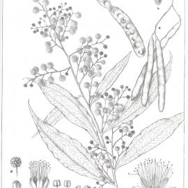 Forest Flora of New South Wales (Volume 3): Plate 95: Two Veined Hickory