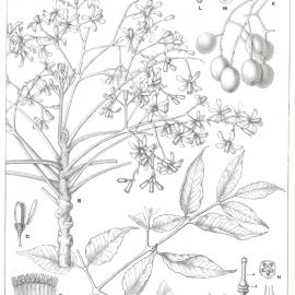 Forest Flora of New South Wales (Volume 3): Plate 96: White Cedar