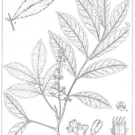 Forest Flora of New South Wales (Volume 3): Plate 97: Dysoxylon Becklerianum