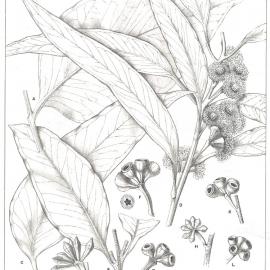 Forest Flora of New South Wales (Volume 3): Plate 98: Luehmann's Gum