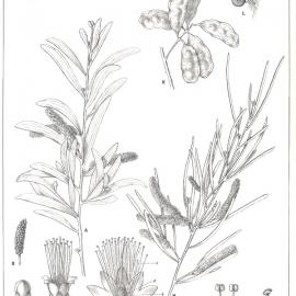 Forest Flora of New South Wales (Volume 3): Plate 99: Mulga and Narrow Leaved Mulga