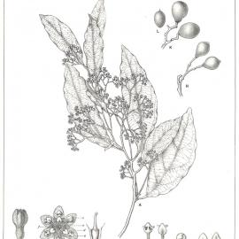 Forest Flora of New South Wales (Volume 3): Plate 100: Red Wooded Cryptocarya