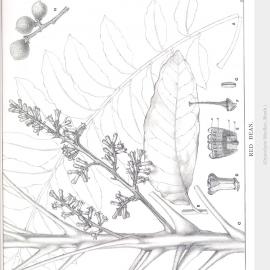 Forest Flora of New South Wales (Volume 3): Plate 101: Red Bean