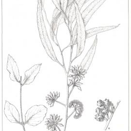 Forest Flora of New South Wales (Volume 3): Plate 102: Red Stringybark