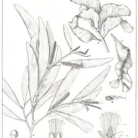 Forest Flora of New South Wales (Volume 3): Plate 103: A Brush Ironbark