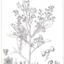 Forest Flora of New South Wales (Volume 3): Plate 104: A Brown Beech