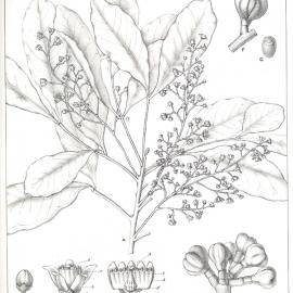 Forest Flora of New South Wales (Volume 3): Plate 105: A Bog Onion
