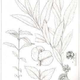 Forest Flora of New South Wales (Volume 3): Plate 106: The Brown Stringybark