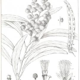 Forest Flora of New South Wales (Volume 3): Plate 107: Broad Leaved Wattle