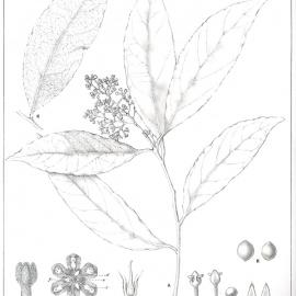 Forest Flora of New South Wales (Volume 3): Plate 108: The Murrogun