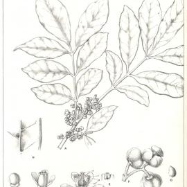 Forest Flora of New South Wales (Volume 3): Plate 109: Bastard Rosewood