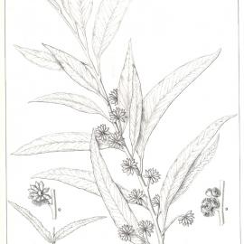 Forest Flora of New South Wales (Volume 3): Plate 110: A White Stringybark