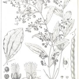 Forest Flora of New South Wales (Volume 3): Plate 111: Baker's Wattle