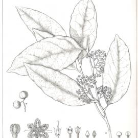 Forest Flora of New South Wales (Volume 3): Plate 112: The Stinking Cryptocarya
