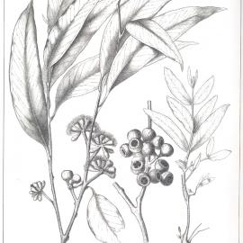 Forest Flora of New South Wales (Volume 3): Plate 113: The Yellow Stringybark
