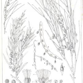 Forest Flora of New South Wales (Volume 3): Plate 114: The Nealie