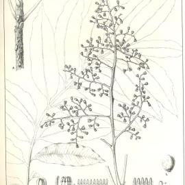 Forest Flora of New South Wales (Volume 4): Plate 115: Onion Wood