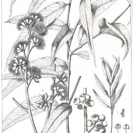 Forest Flora of New South Wales (Volume 4): Plate 116: Eucalyptus Pilularis