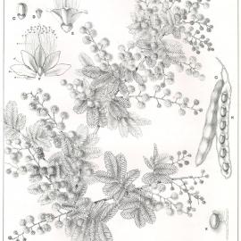Forest Flora of New South Wales (Volume 4): Plate 117: Cootamundra Wattle
