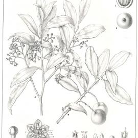 Forest Flora of New South Wales (Volume 4): Plate 118: Grey Sassafras