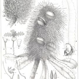 Forest Flora of New South Wales (Volume 4): Plate 119: The Red Honeysuckle