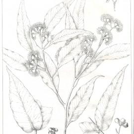 Forest Flora of New South Wales (Volume 4): Plate 120: White Mahogany