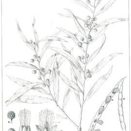 Forest Flora of New South Wales (Volume 4): Plate 121: Gidgee, or Stinking Wattle