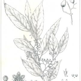 Forest Flora of New South Wales (Volume 4): Plate 122: Cryptocarya Patentinervis