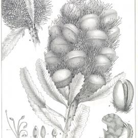 Forest Flora of New South Wales (Volume 4): Plate 123: A Honeysuckle