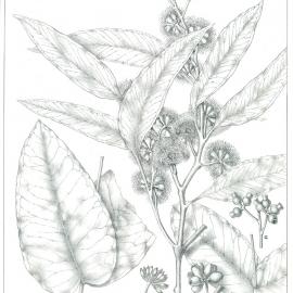 Forest Flora of New South Wales (Volume 4): Plate 124: Sydney Peppermint