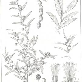 Forest Flora of New South Wales (Volume 4): Plate 125: Ironwood