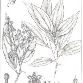 Forest Flora of New South Wales (Volume 4): Plate 126: The Three Veined Cryptocarya