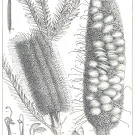 Forest Flora of New South Wales (Volume 4): Plate 127: Heath Leaved Honeysuckle