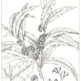 Forest Flora of New South Wales (Volume 4): Plate 128: Mountain Ash