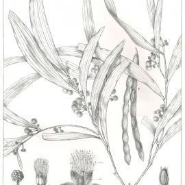 Forest Flora of New South Wales (Volume 4): Plate 129: Brigalow