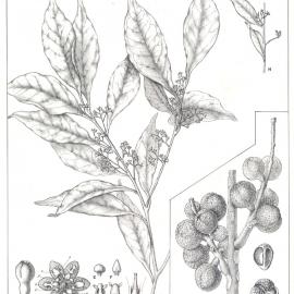Forest Flora of New South Wales (Volume 4): Plate 130: Cryptocarya Meissneri