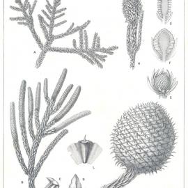 Forest Flora of New South Wales (Volume 4): Plate 131: Richmond River, or Hoop Pine