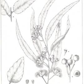 Forest Flora of New South Wales (Volume 4): Plate 132: Black Stringybark